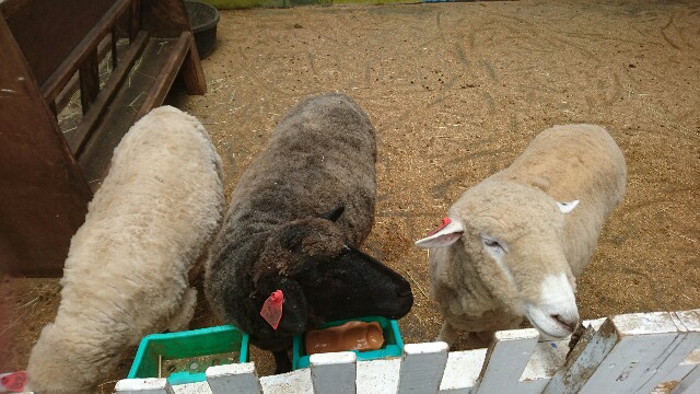 まだ毛を刈られていない羊さん
