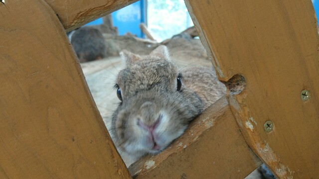 絶対自分が可愛いと分かっているうさぎさん