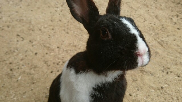 可愛いでしょっとアピールしてくるうさぎ