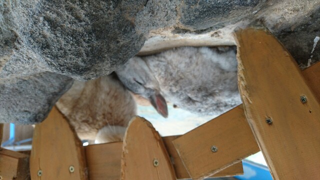 沢山のうさぎさん