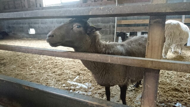 流し目が得意なヤギさん
