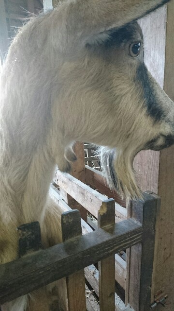 ヤギの喉元e