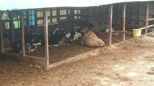 f:id:licocha:20170715163151j:image