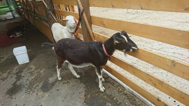 ヤギの長いひげ