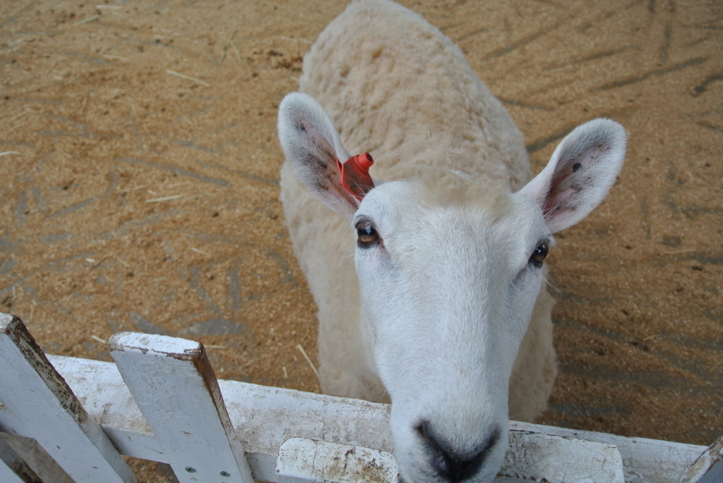 つぶらな瞳で見つめてくる羊さん