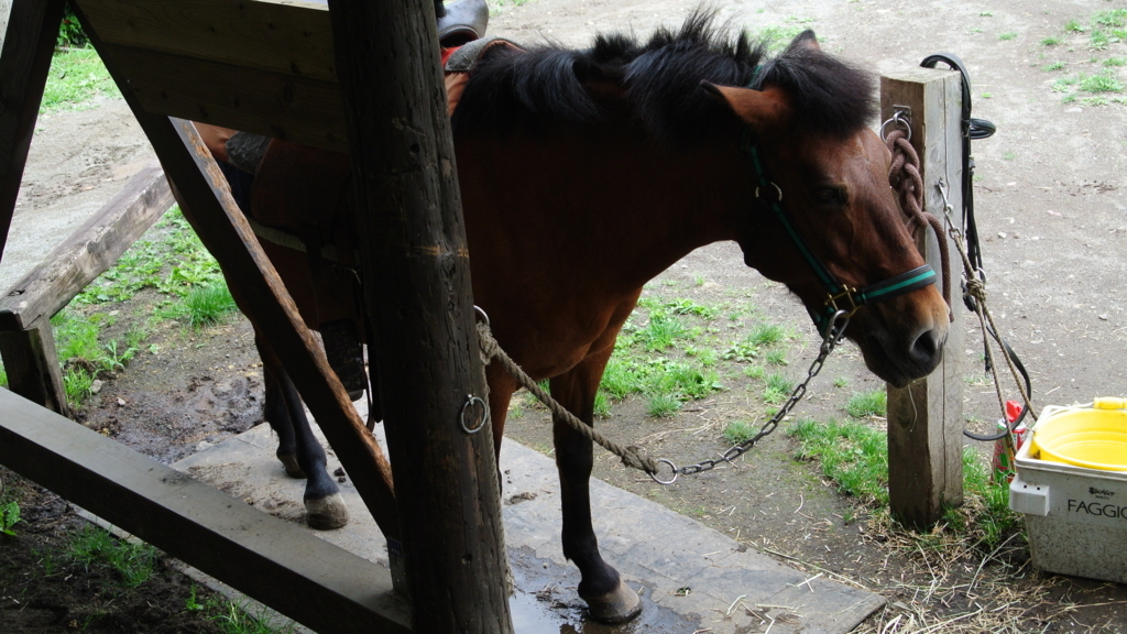 まかいの牧場にいた優しい目のお馬さん