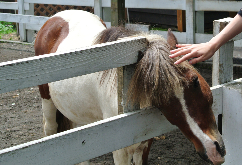まかいの牧場の入口にいた人懐っこいお馬さん