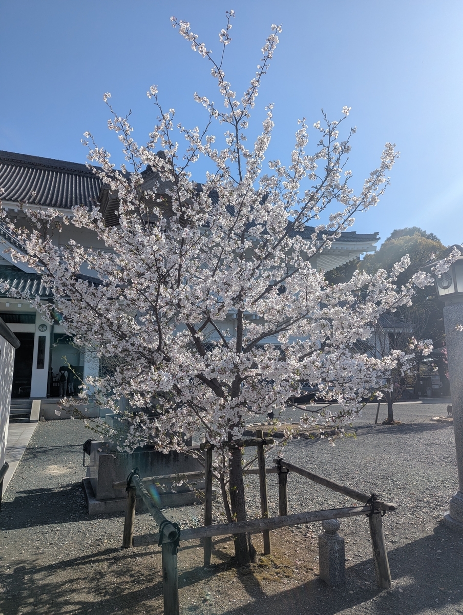 満開の桜