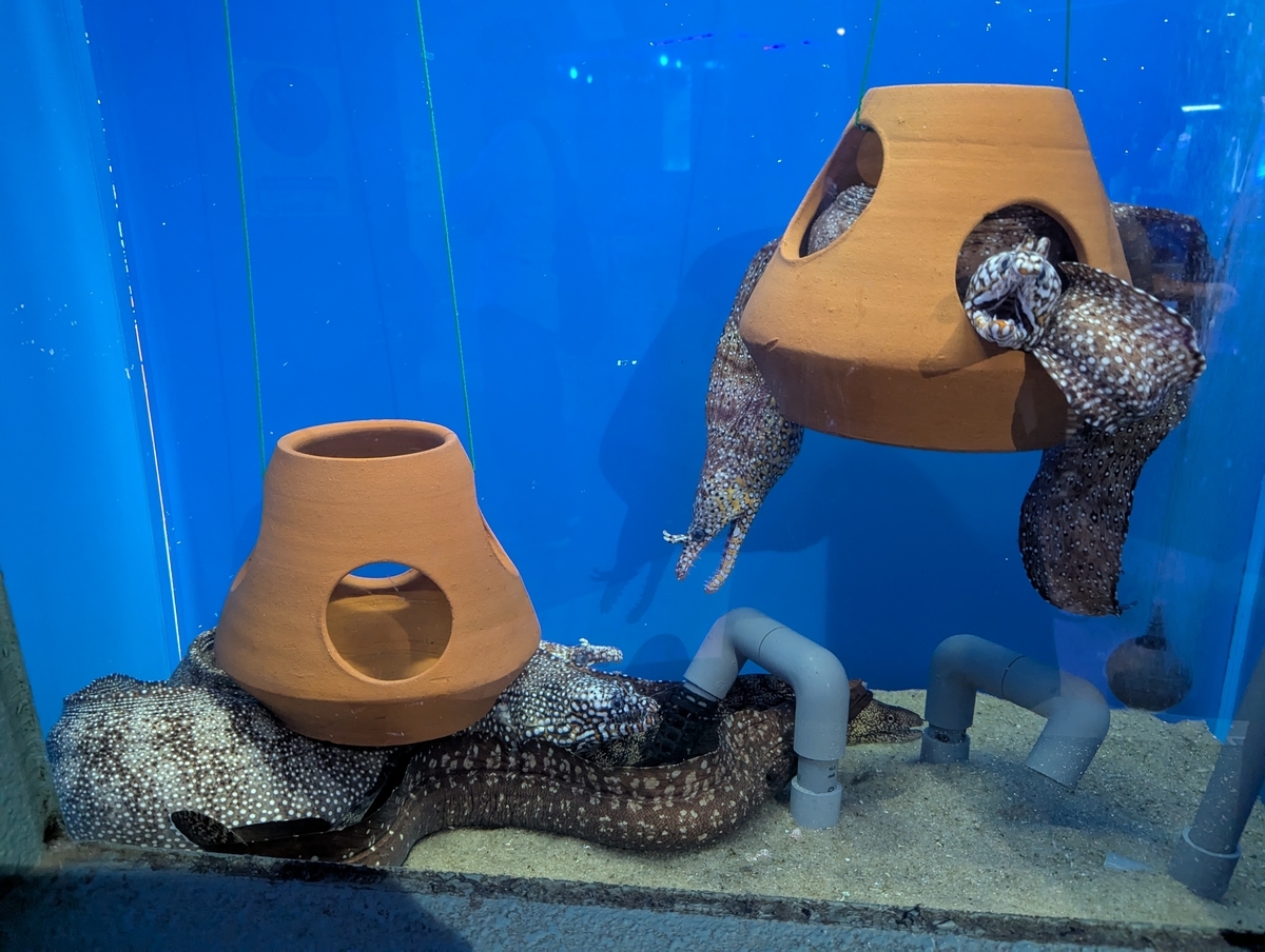 浜名湖ウォットの水槽で観察できるウツボ。