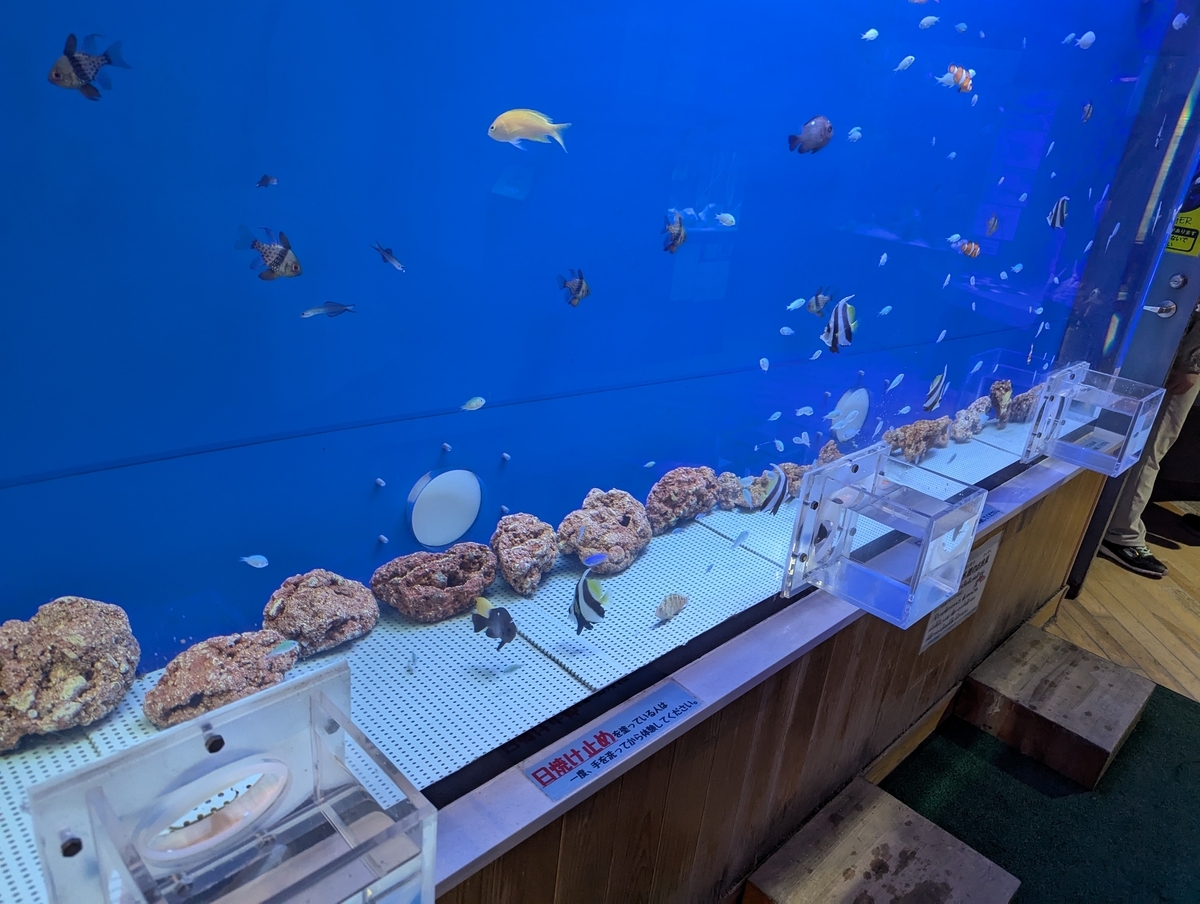 腕を水槽に入れて実際に魚との触れ合いが可能