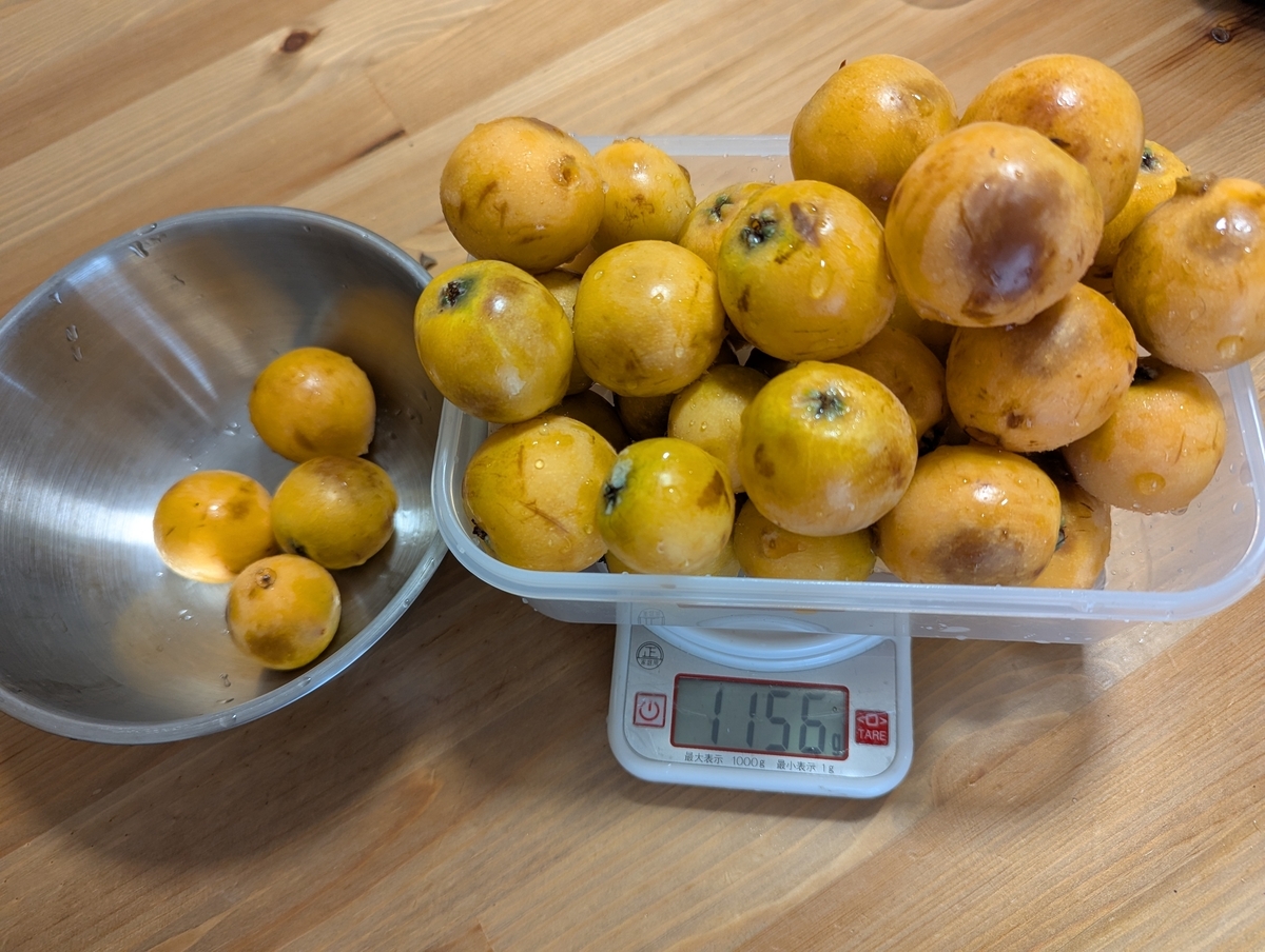 1kg以上もあるびわの実