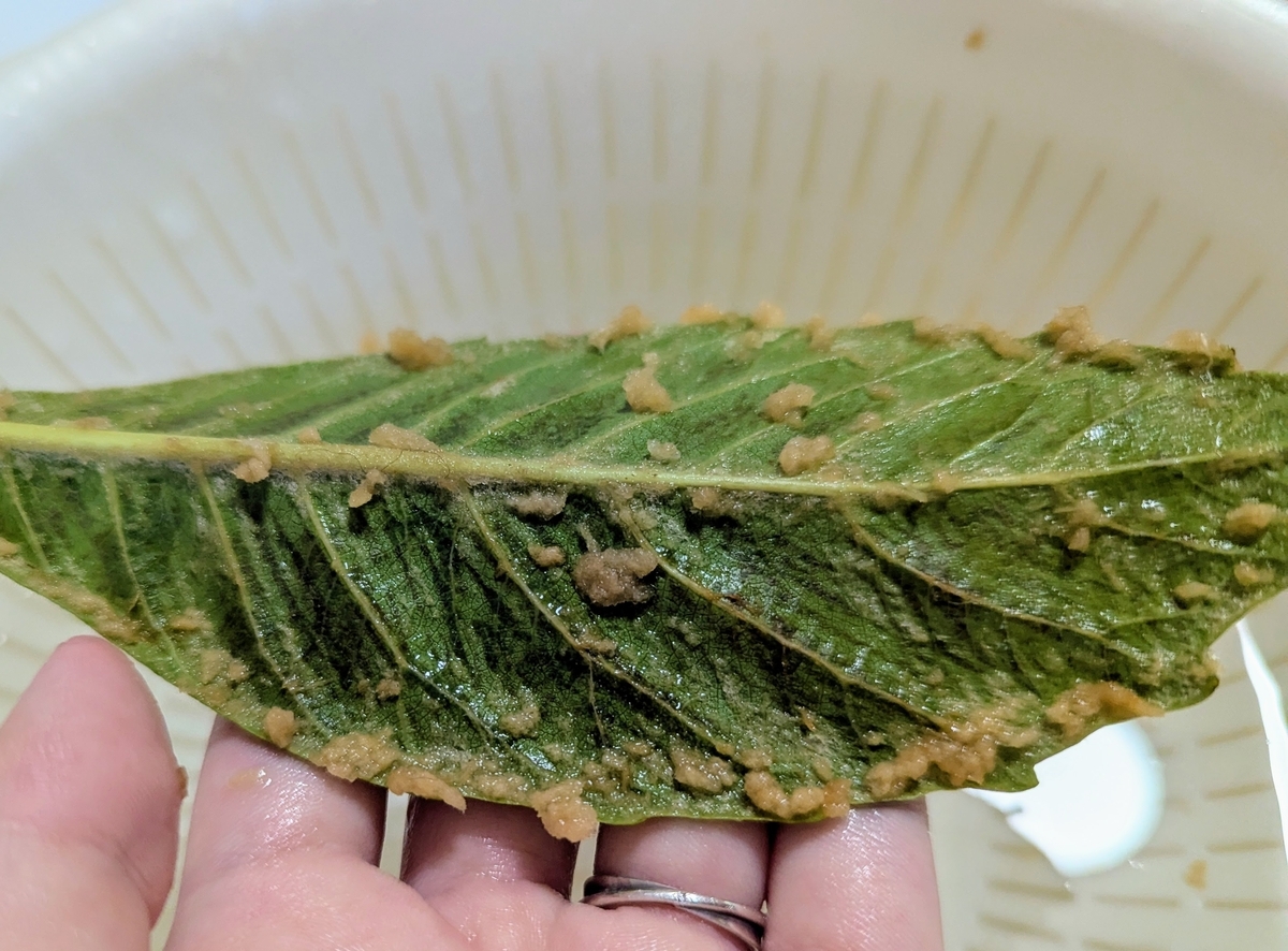びわの葉を濡らして産毛をナイフでこそげ取る