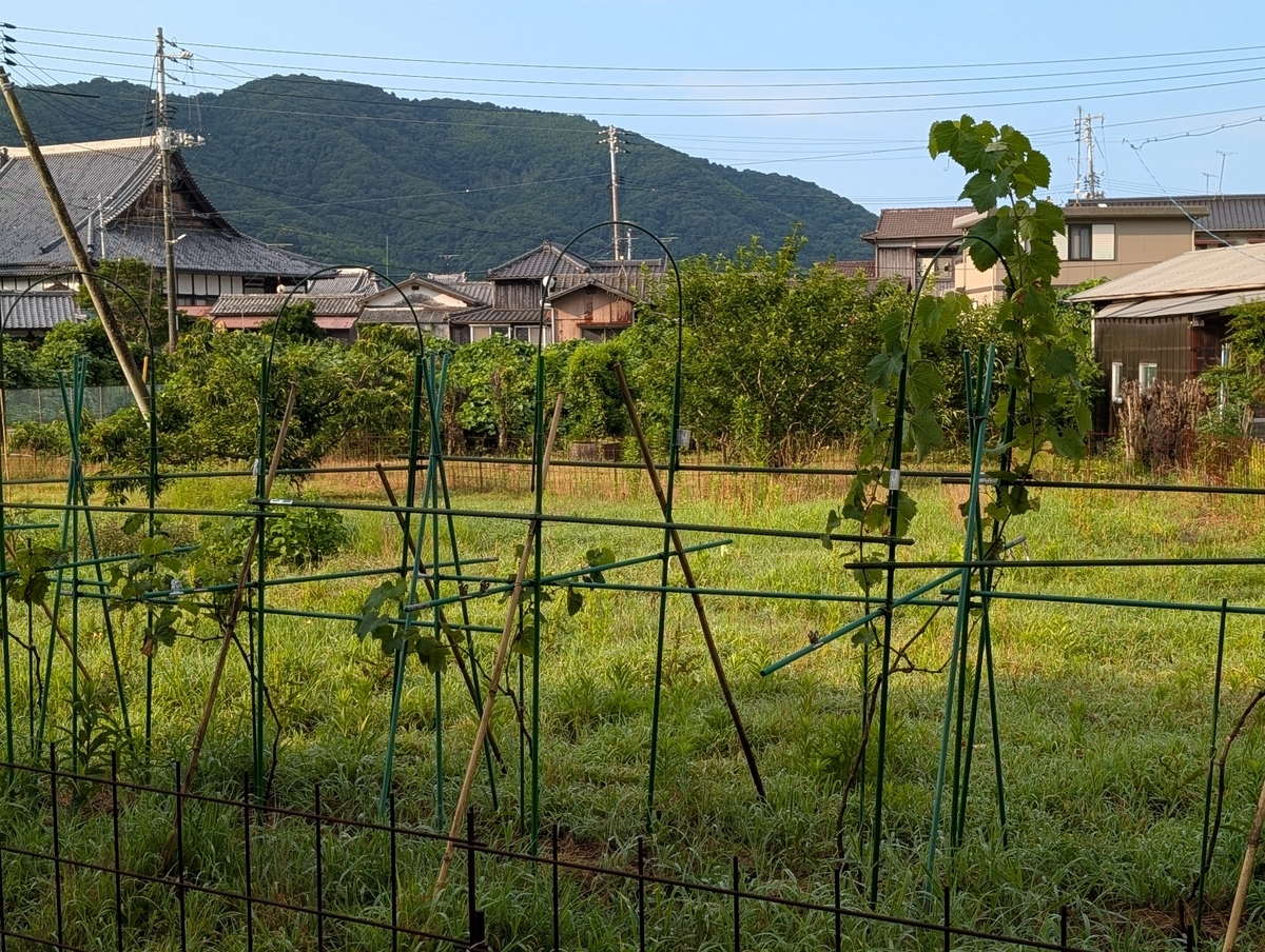 様々な品種のブドウを植える予定とのこと