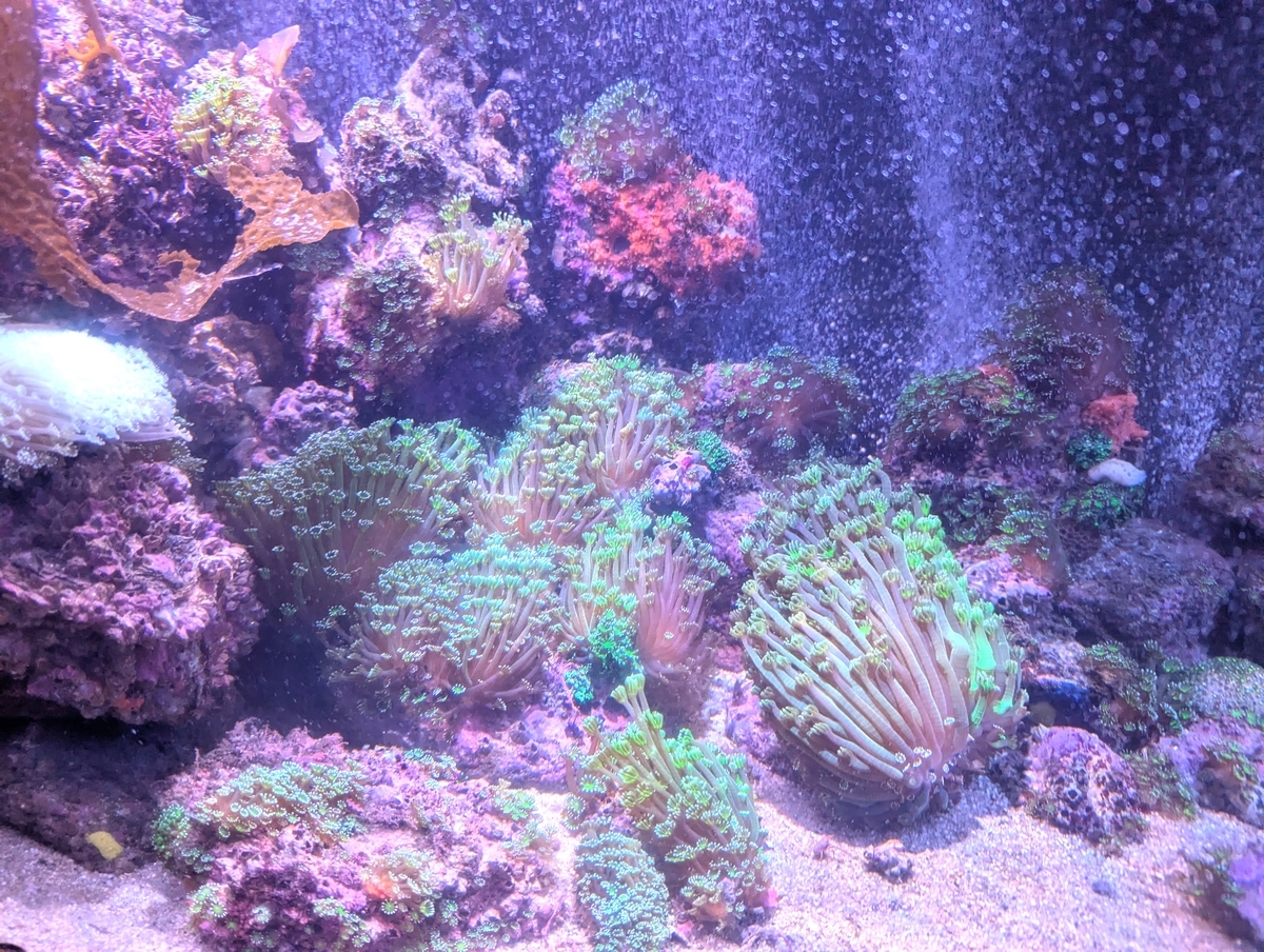 こちらは、なぎさ水族館が世界で初めて人工繁殖に成功した「二ホンアワサンゴ」。まるで水中のお花畑のような美しさに、思わず見とれてしまう。