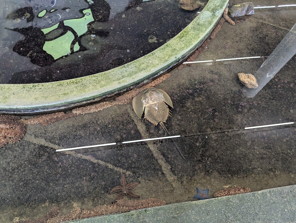 絶滅危惧種に指定されている「カブトガニ」も、ここでは間近で観察OK。ゆっくり歩く姿にくぎ付け！