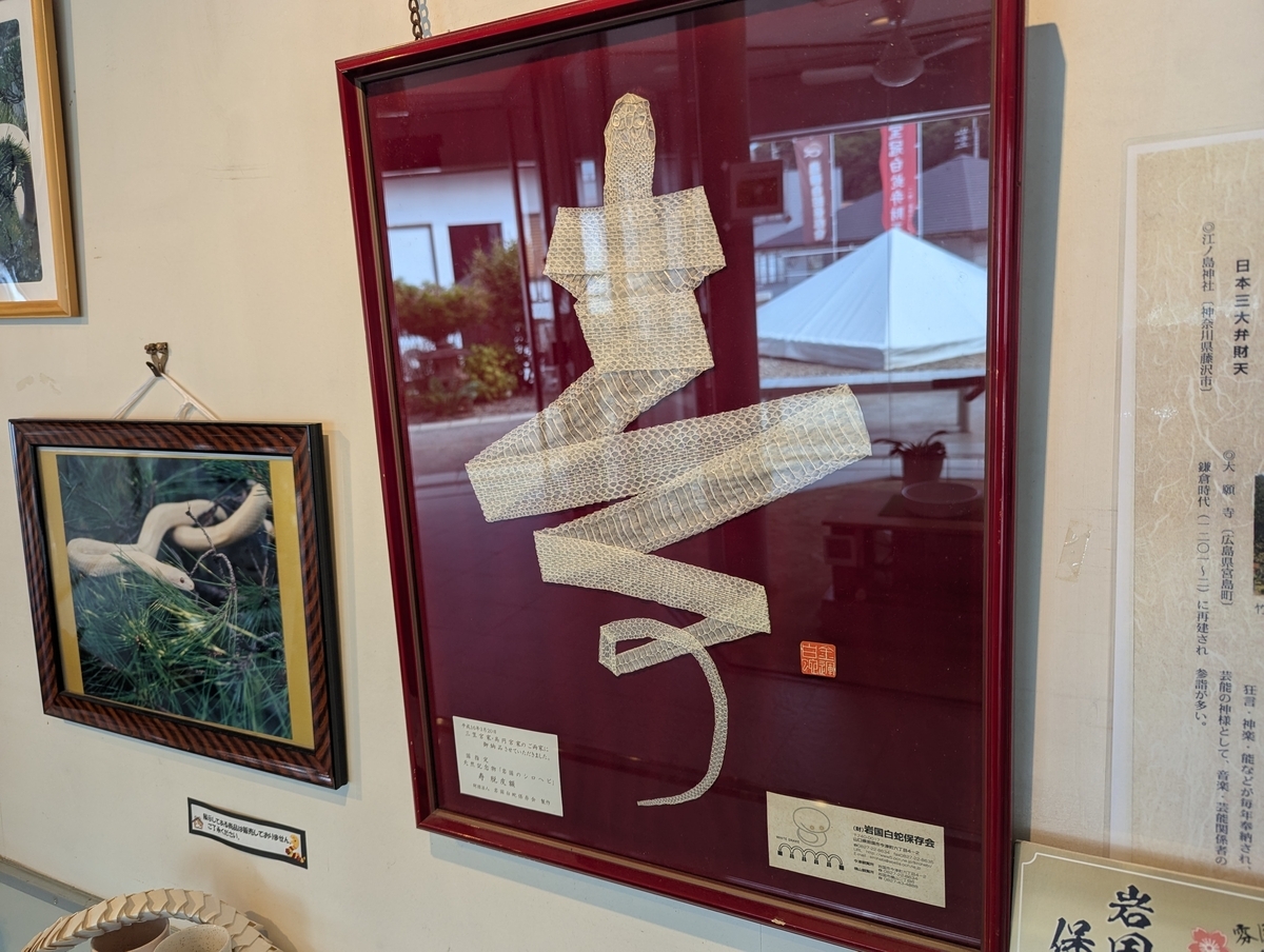 “寿”の文字をかたどった脱皮した蛇の皮。縁起の良さがギュッと詰まった展示だ。