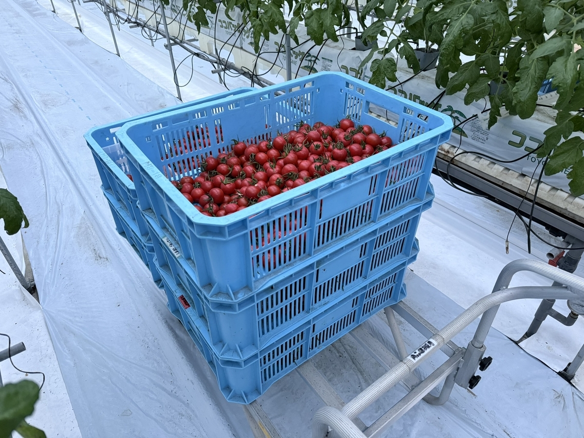 1社で4タイトル独占｜さわとまと生産者を取材 - 右手にはワインを