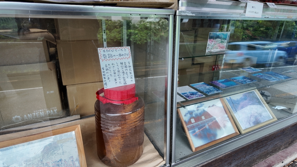 生きのびていた奇跡の一本わさびと書かれた札が付いた、へそまんじゅう総本舗の瓶の展示