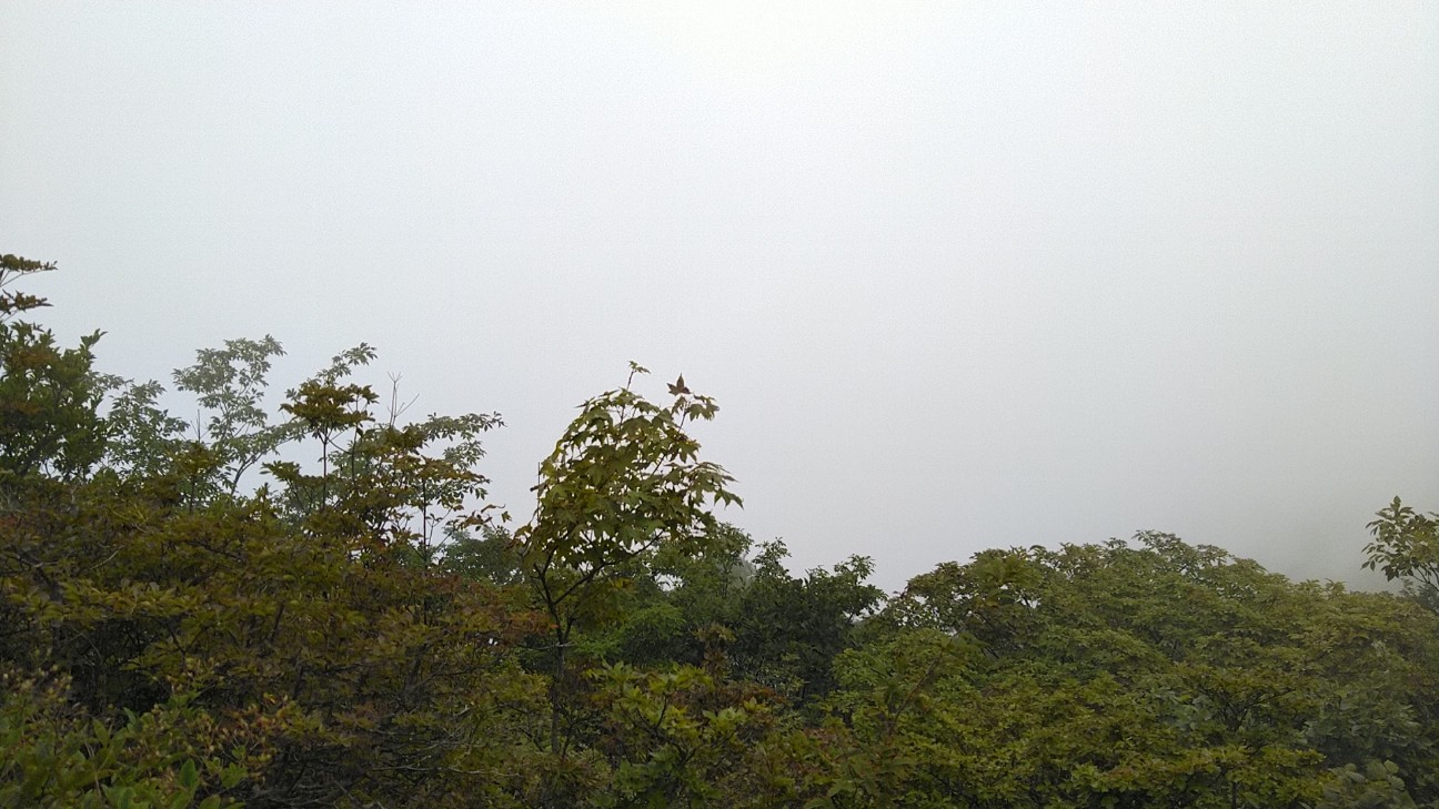 f:id:licoowl:20200914140922j:image