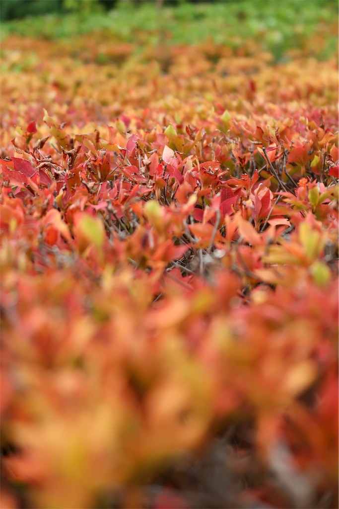 f:id:liefez:20230804053432j:image