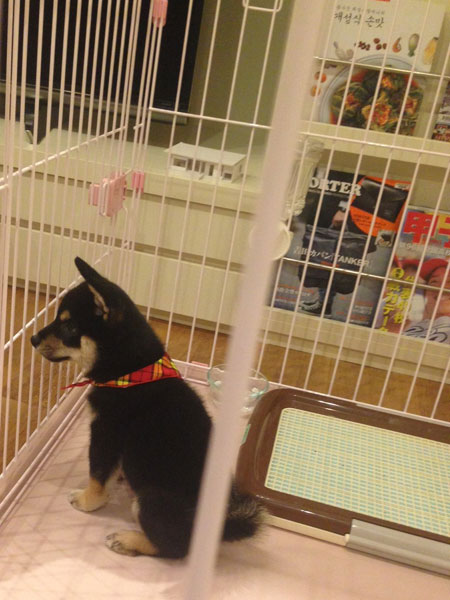 f:id:lien-house:20140917170555j:image
