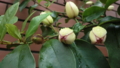 20110516142642