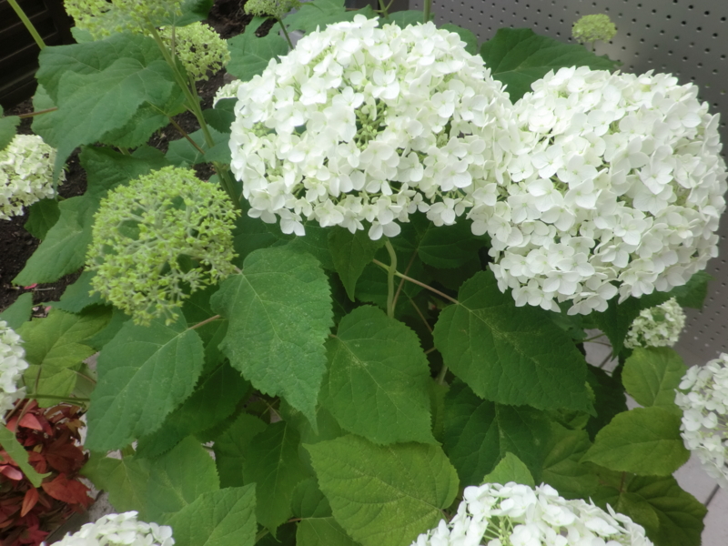 f:id:lif-g:20110613113046j:image:w360
