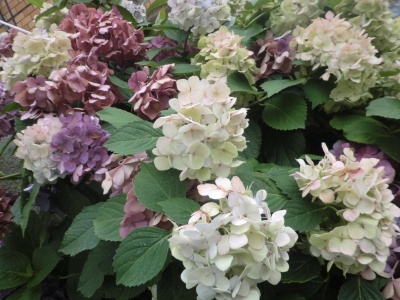 f:id:lif-g:20110706153658j:image:w360