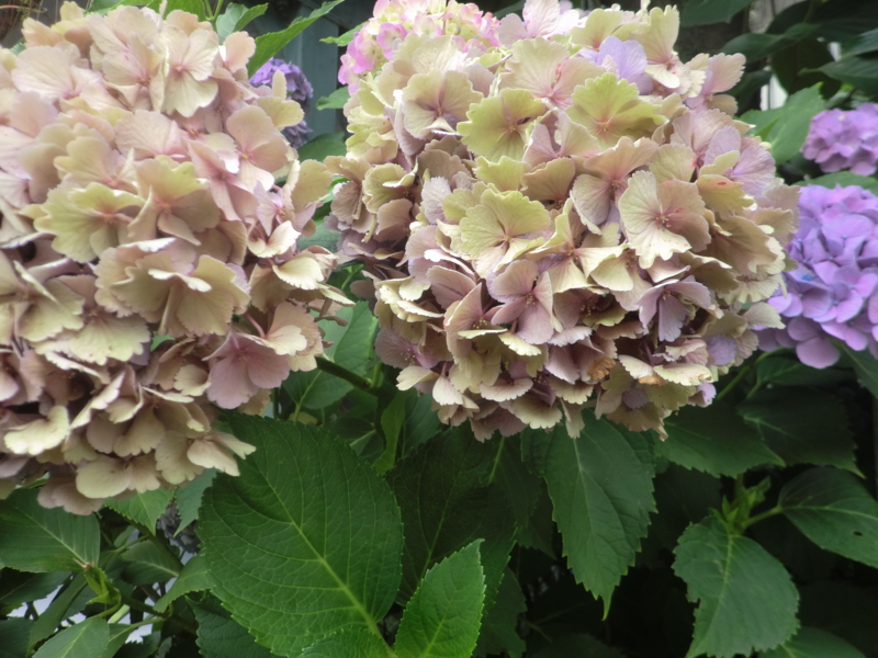 f:id:lif-g:20110706154809j:plain