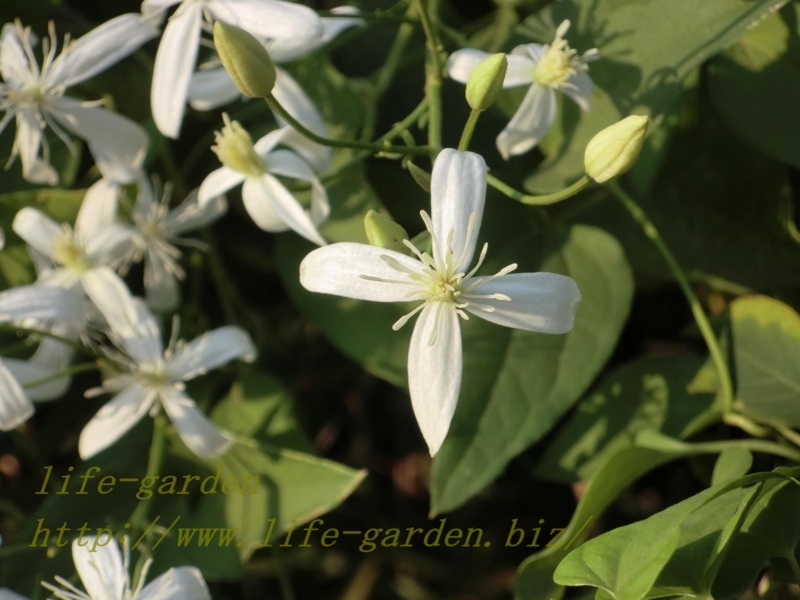 f:id:lif-g:20120831151215j:image:w360