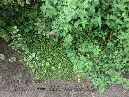 f:id:lif-g:20120926071748j:image:w360