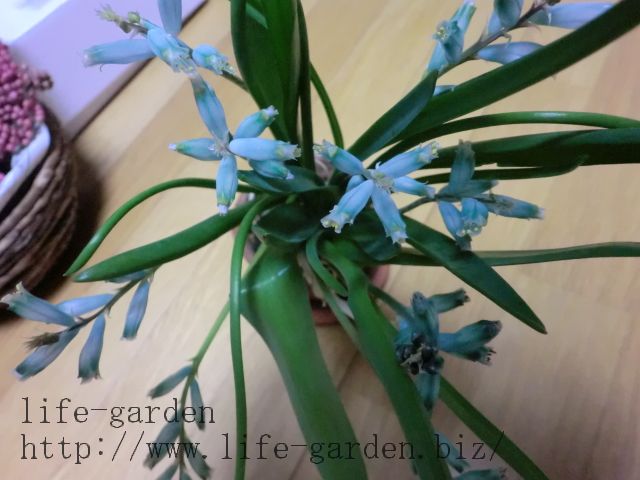 f:id:lif-g:20121211222500j:image:w360