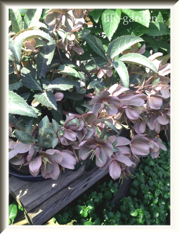 f:id:lif-g:20130504143621j:image:w360