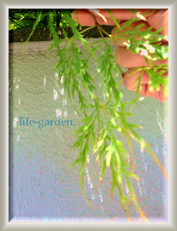 f:id:lif-g:20130505200122j:image:w360