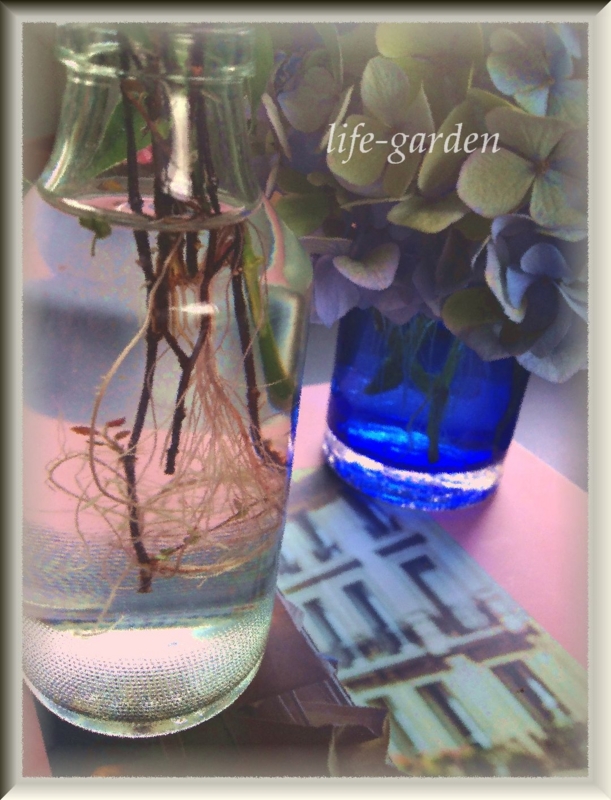 f:id:lif-g:20130630193617j:image:w360 f:id:lif-g:20130630193617j:image:w360
