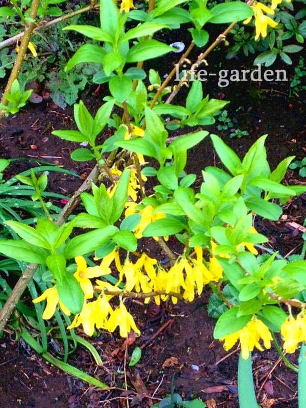 f:id:lif-g:20140404101752j:image:w360