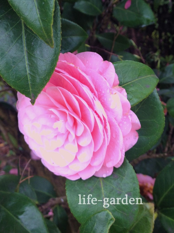 f:id:lif-g:20140404101802j:image:w360
