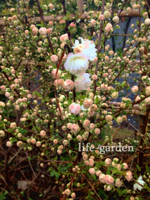 f:id:lif-g:20140404101821j:image:w360