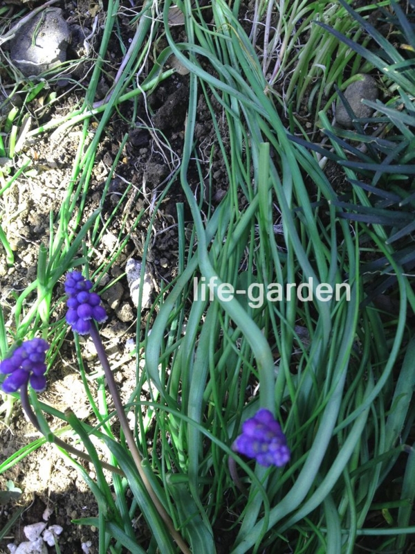 f:id:lif-g:20140414110220j:image:w360