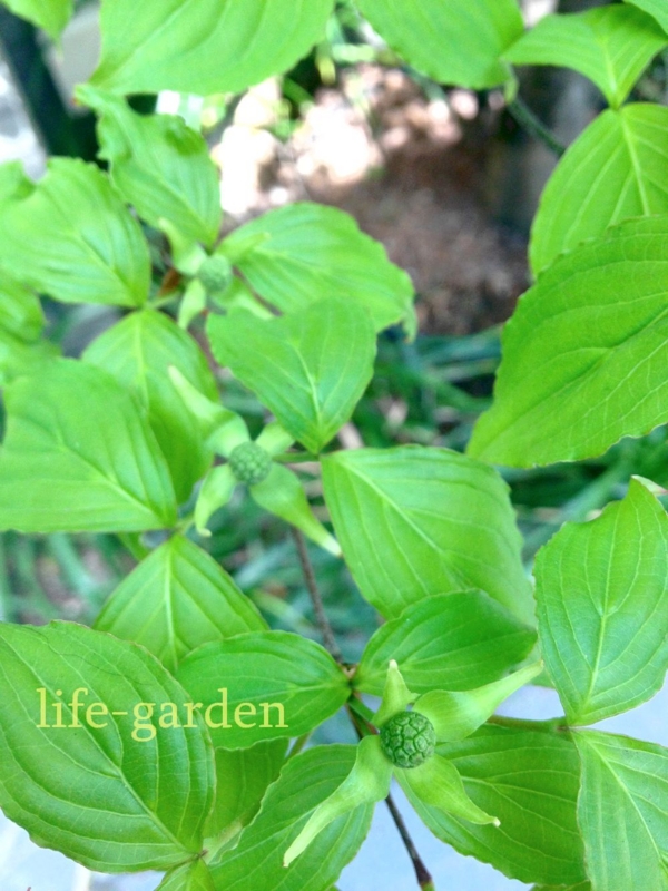f:id:lif-g:20140424193701j:image:w360