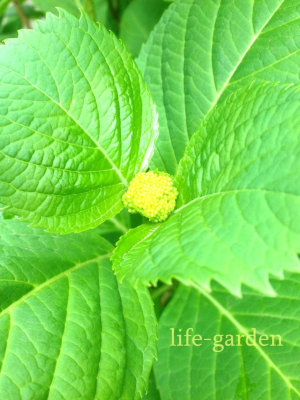 f:id:lif-g:20140424193723j:image:w360