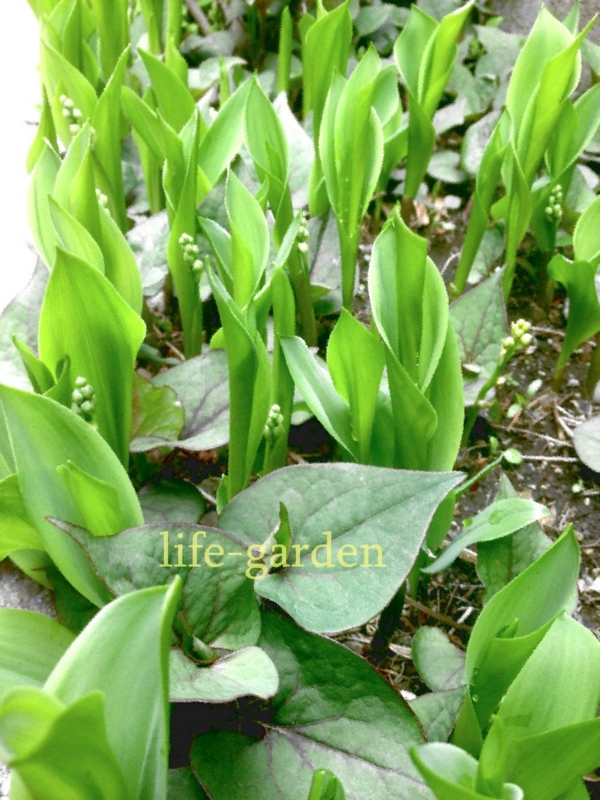 f:id:lif-g:20140424194359j:image:w360