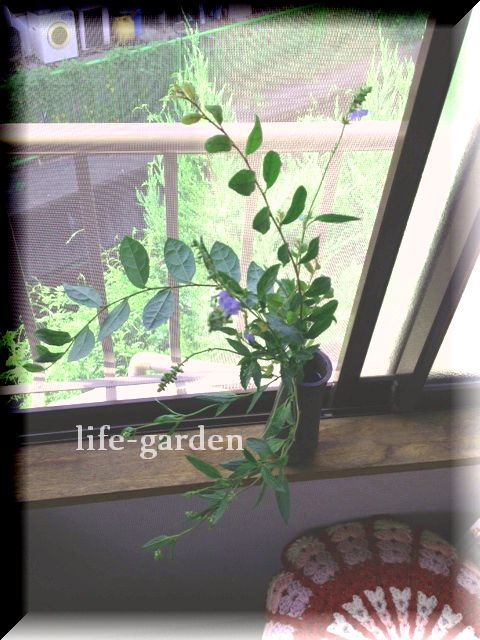 f:id:lif-g:20140821085854j:image:w360
