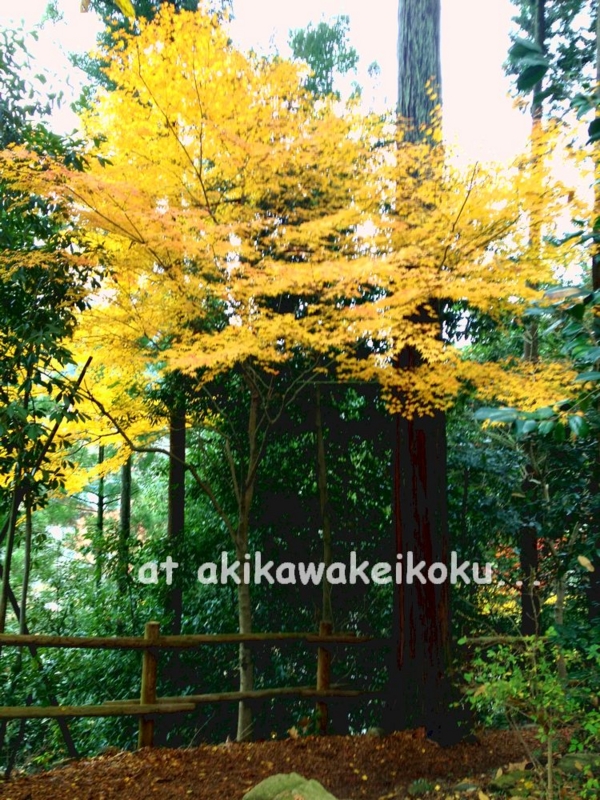 f:id:lif-g:20141201134533j:image:w360