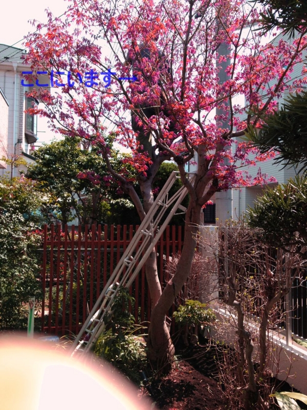 f:id:lif-g:20150408142910j:image:w360 f:id:lif-g:20150408142910j:image:w360