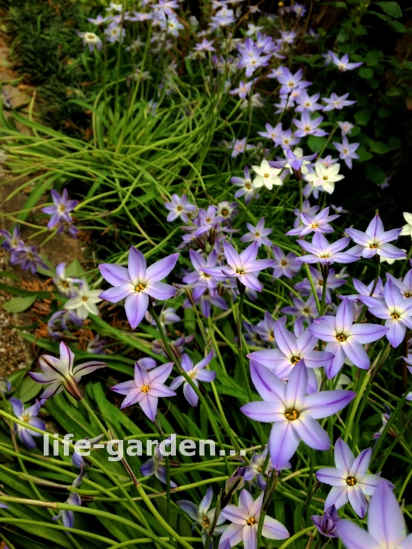 f:id:lif-g:20150417120301j:image:w360