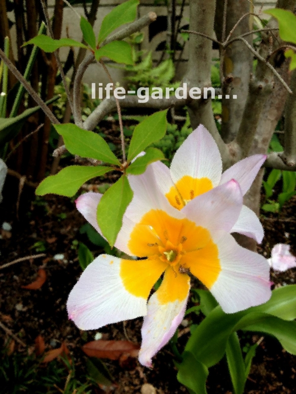 f:id:lif-g:20150417120327j:image:w360