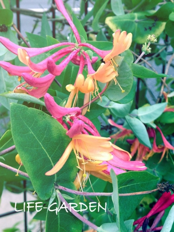 f:id:lif-g:20150916083004j:image:w360