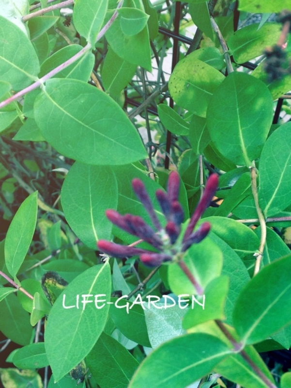f:id:lif-g:20150916083024j:image:w360