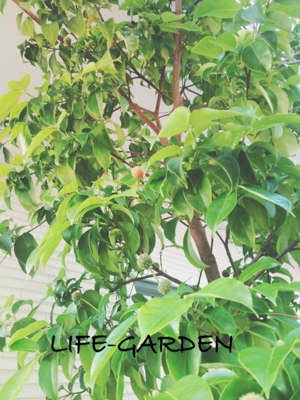 f:id:lif-g:20150928185740j:image:w360